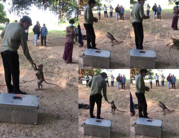 Boyapati Srinu feeding Monkeys