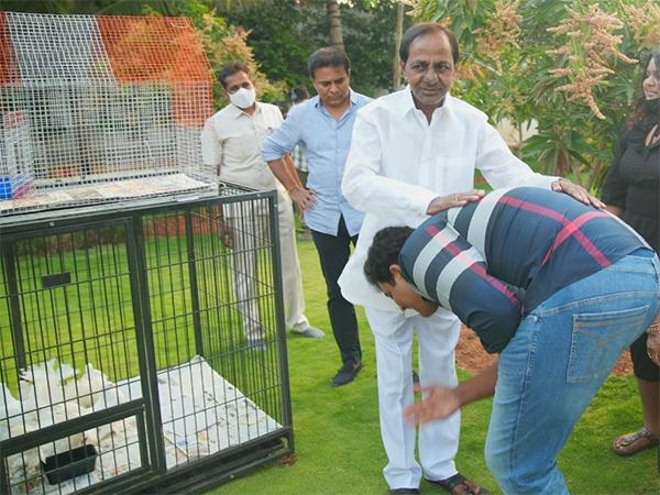 Pic Talk: No Better Thathayya Than KCR