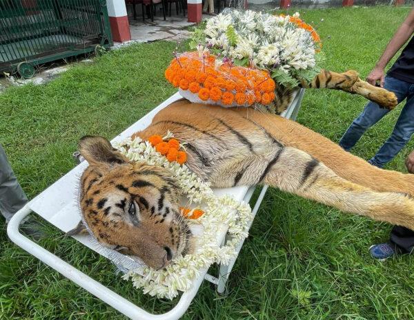 Pedda Puli Raja No More!