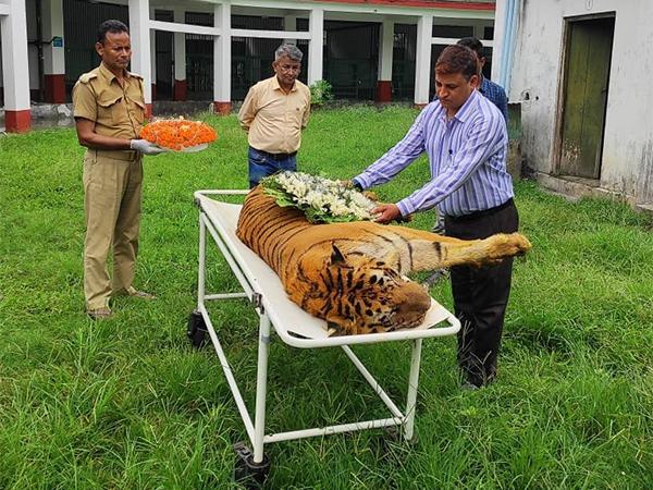 Pedda Puli Raja No More!