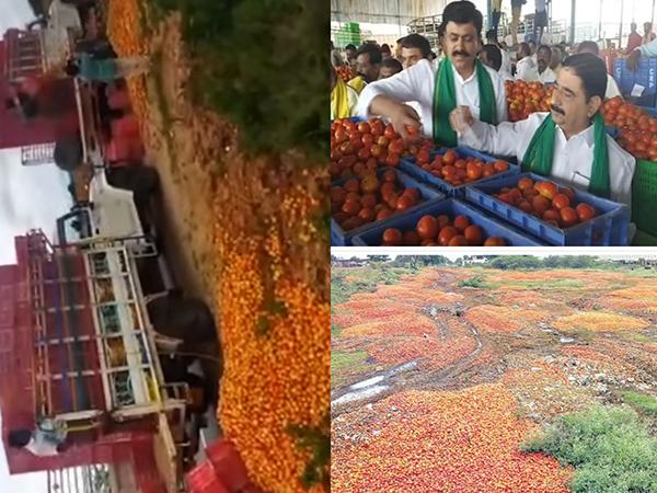 Anantapur-Tomatoes-