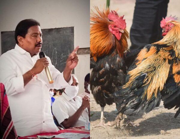 Viswarup_Pinipe_Cock_Fights