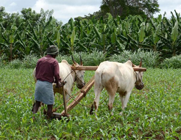 Farmers-Andhra-Pradesh