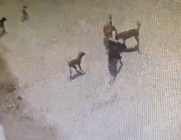 Dogs_Kill_4Yr_Kid_Hyderabad