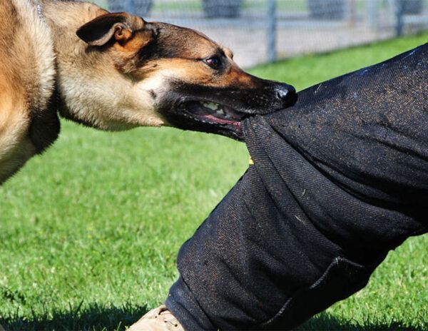 Dog Attacks