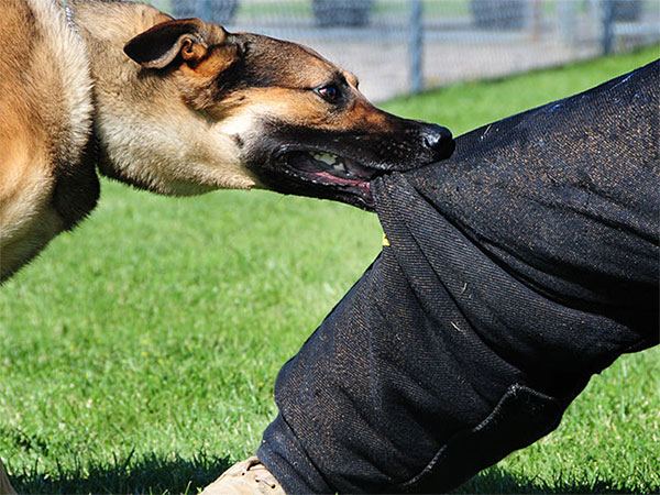 Dog Attacks