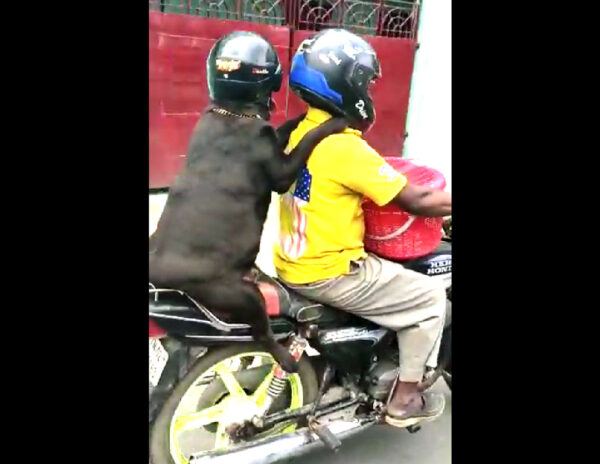 Bike Riding Helmeted Dog