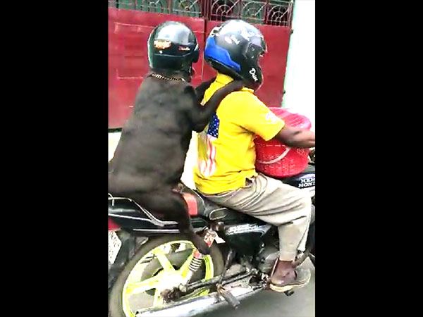Bike Riding Helmeted Dog