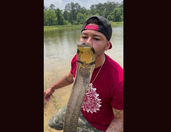 Cobra Whisperer Kiss 12-Ft Snake