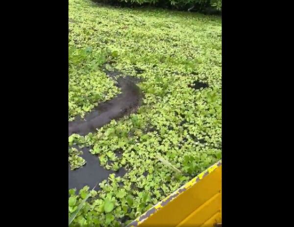 Giant Anaconda Spotted