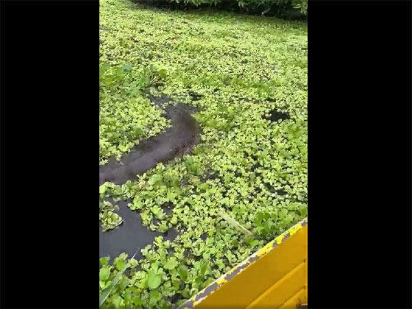Giant Anaconda Spotted