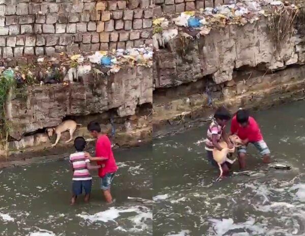 Brave Young Heroes Risk Their Lives to Rescue Trapped Puppy