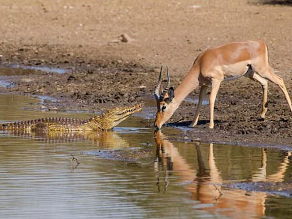 Crocodile-Attacks-Deer