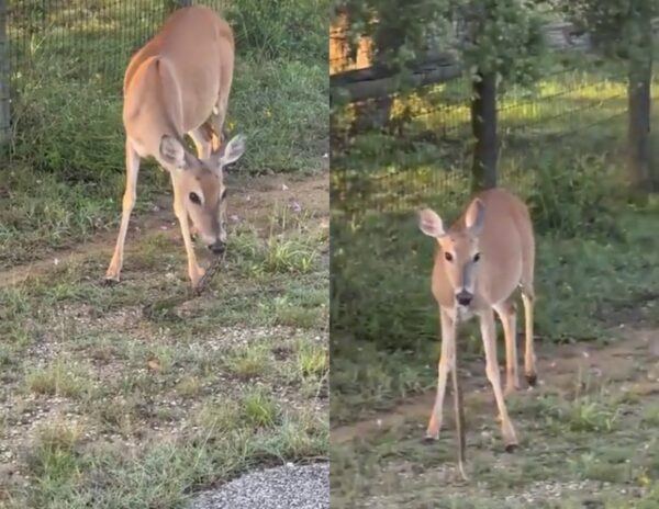 Deer Eat Snake