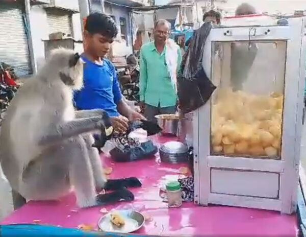 Monkey's Epic Golgappa Feast 