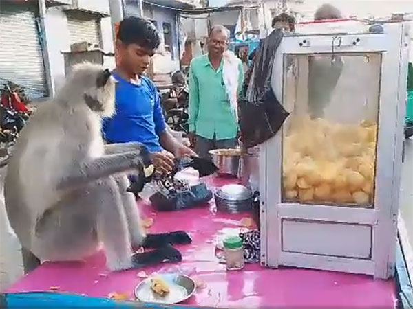 Monkey's Epic Golgappa Feast
