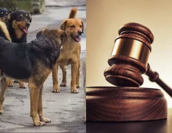 Dogs Paid Alimony