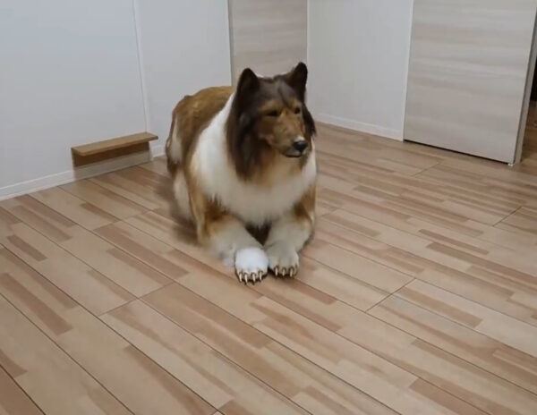 Man Becomes Dog