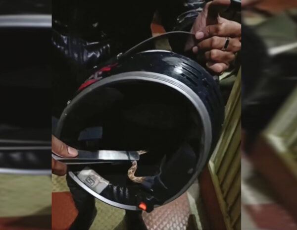 Snake Creeps Man Helmet
