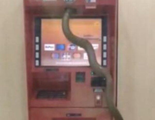 Snake Sneaks into ATM