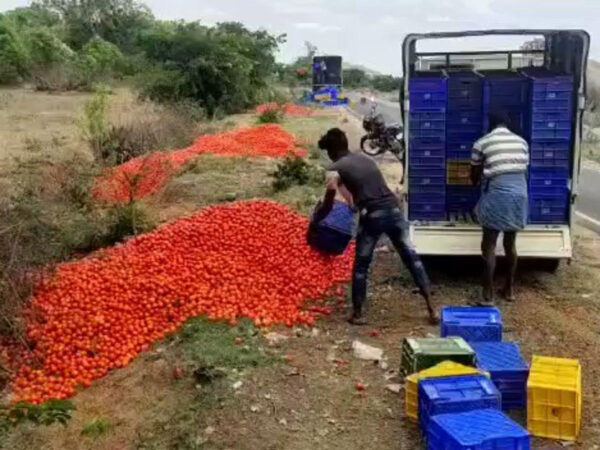 Tomatoes