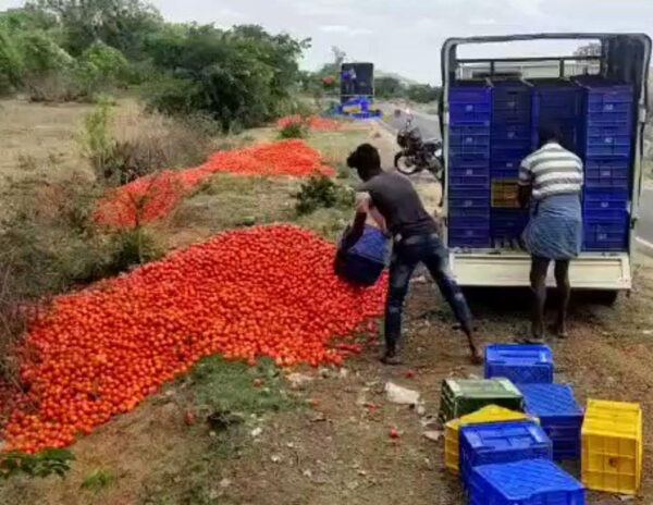 Tomatoes