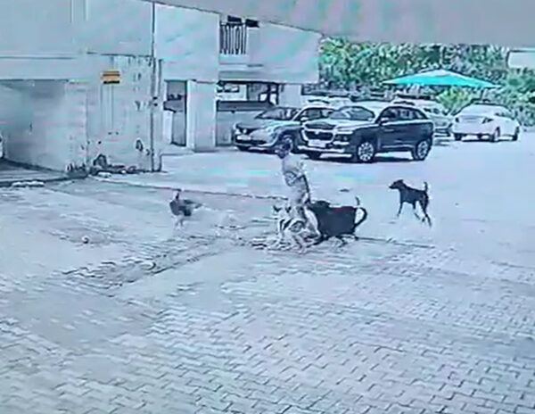5 Street Dogs Child