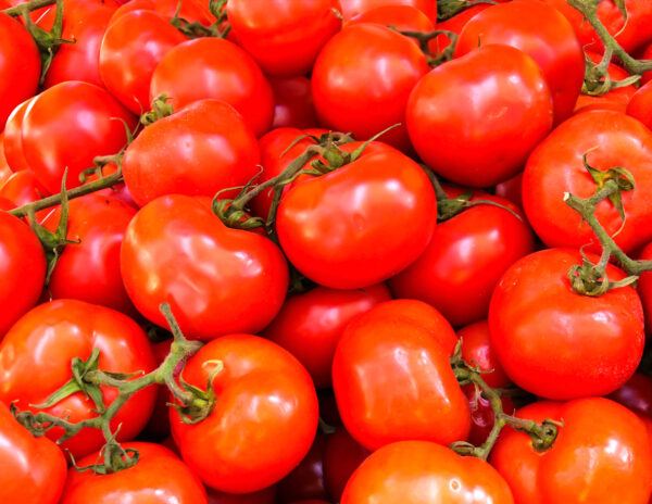AP Farmer Makes Rs 15 Lakh on Tomatoes