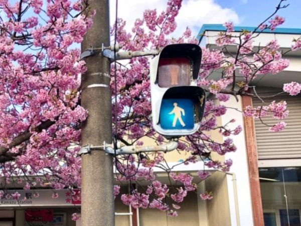 Japanese Flowers To Reduce Indian Traffic