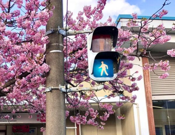 Japanese Flowers To Reduce Indian Traffic
