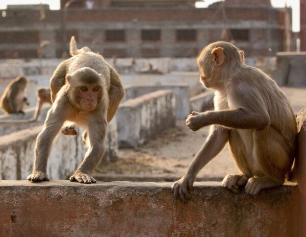 Monkey Attack