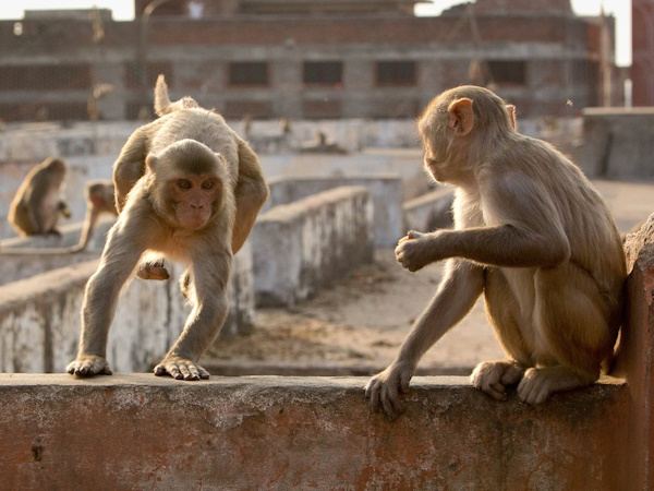Monkey-Attack
