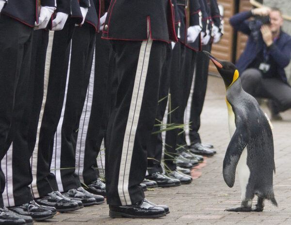 Penguin Norwegian Army