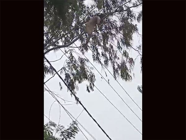 Priest Falls From Tall Tree