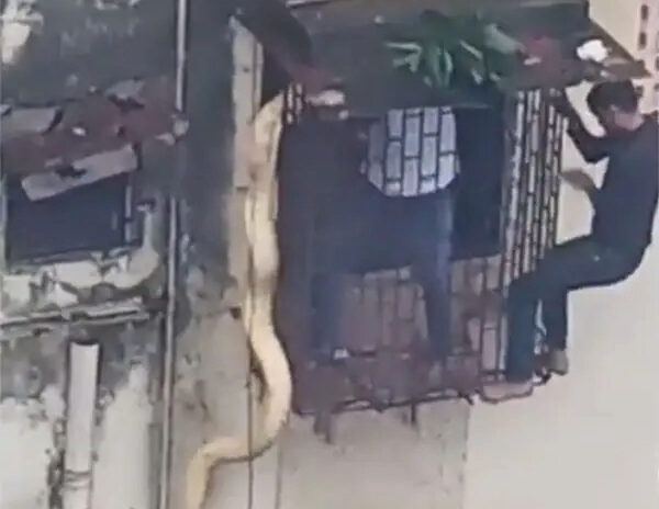 Monstrous Creature Hanging From Thane House