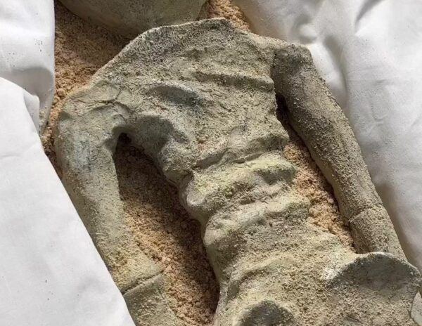 Not Alien Corpse, It Was Actually...