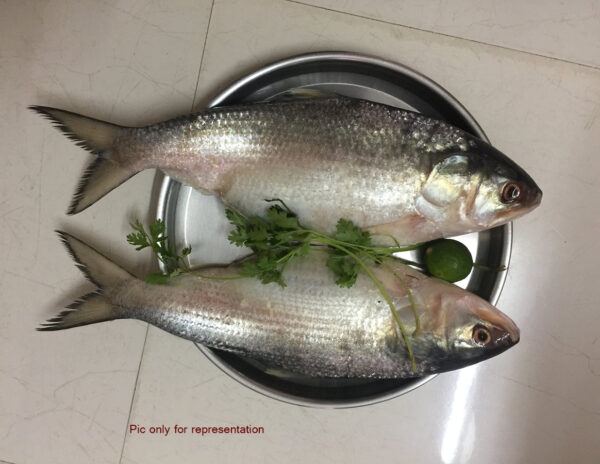Pulasa-Fish