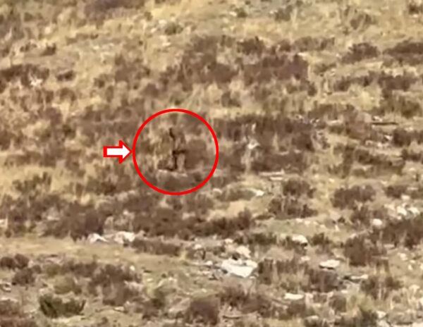 Big Foot Captured
