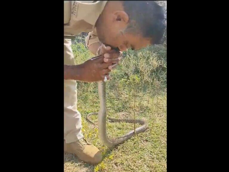 Snake CPR Police Man