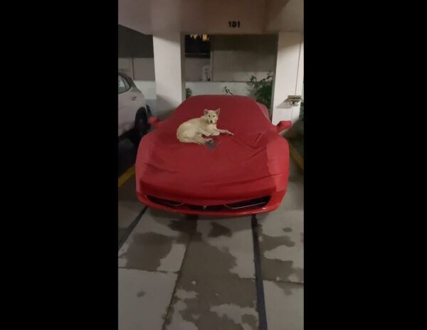 Street Dog Rich Bed
