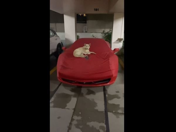Street-Dog-Rich-Bed