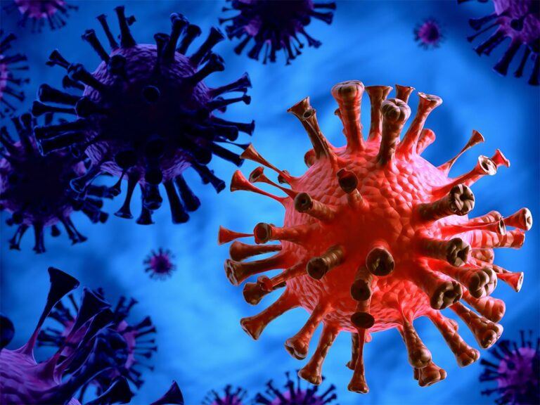 JN1-Virus