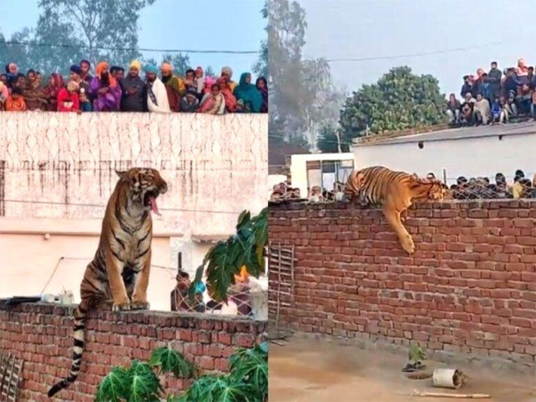 Tiger Enters UP Village