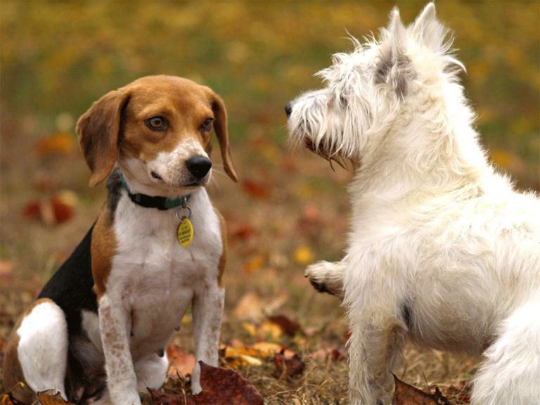 6 Puppies Slain
