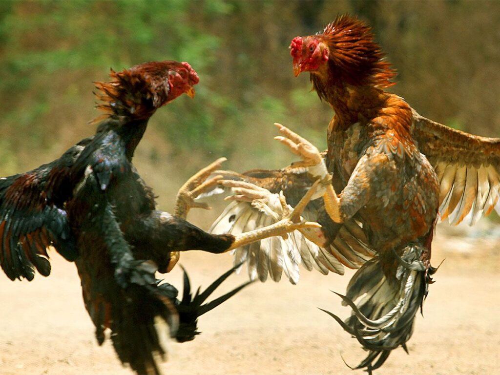 Cock-Fight