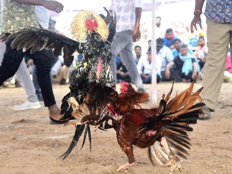 Kodi Pandem In AP