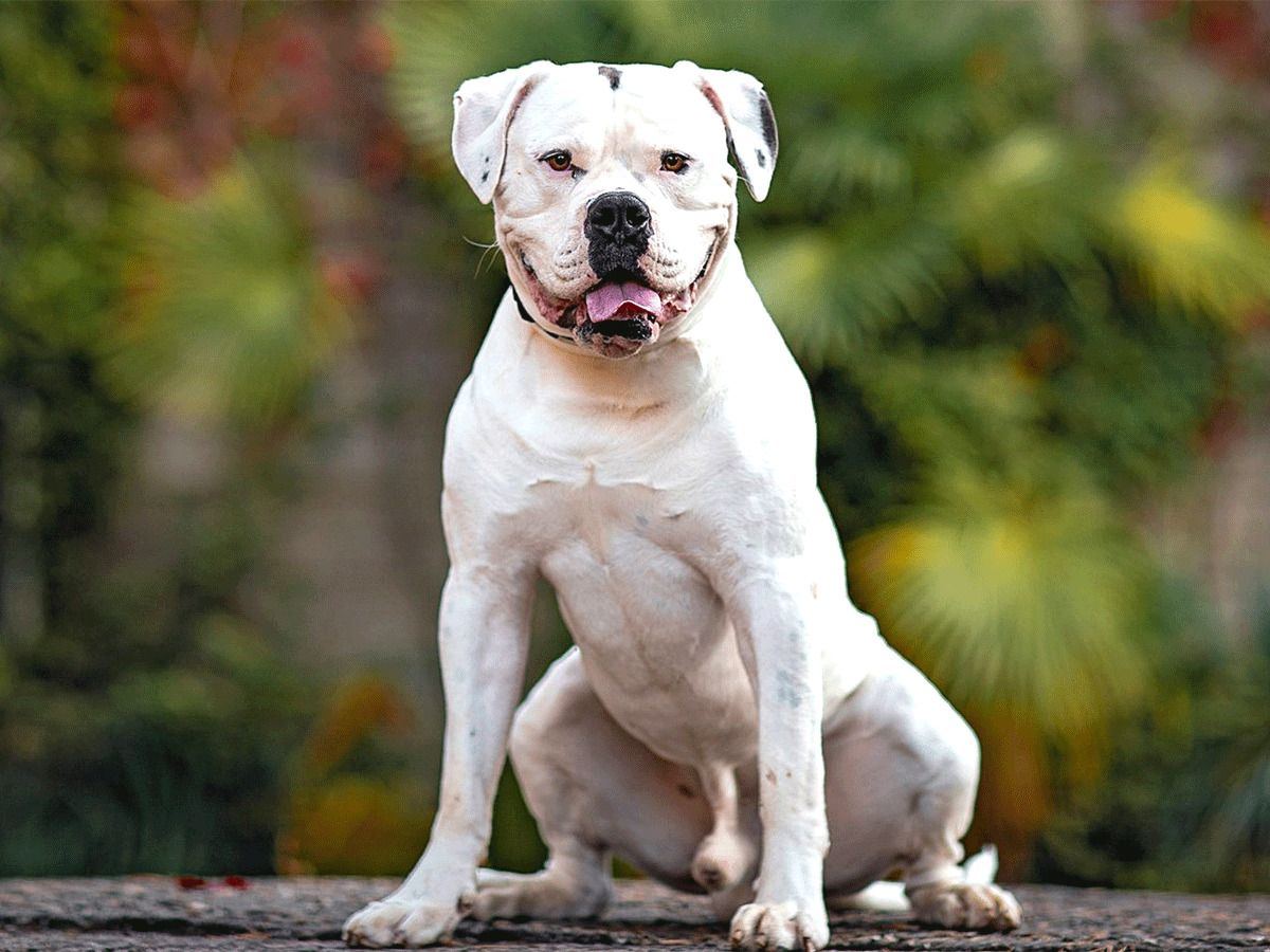american bulldog