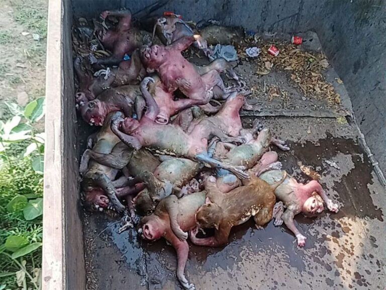 Dead Monkeys In Telangana