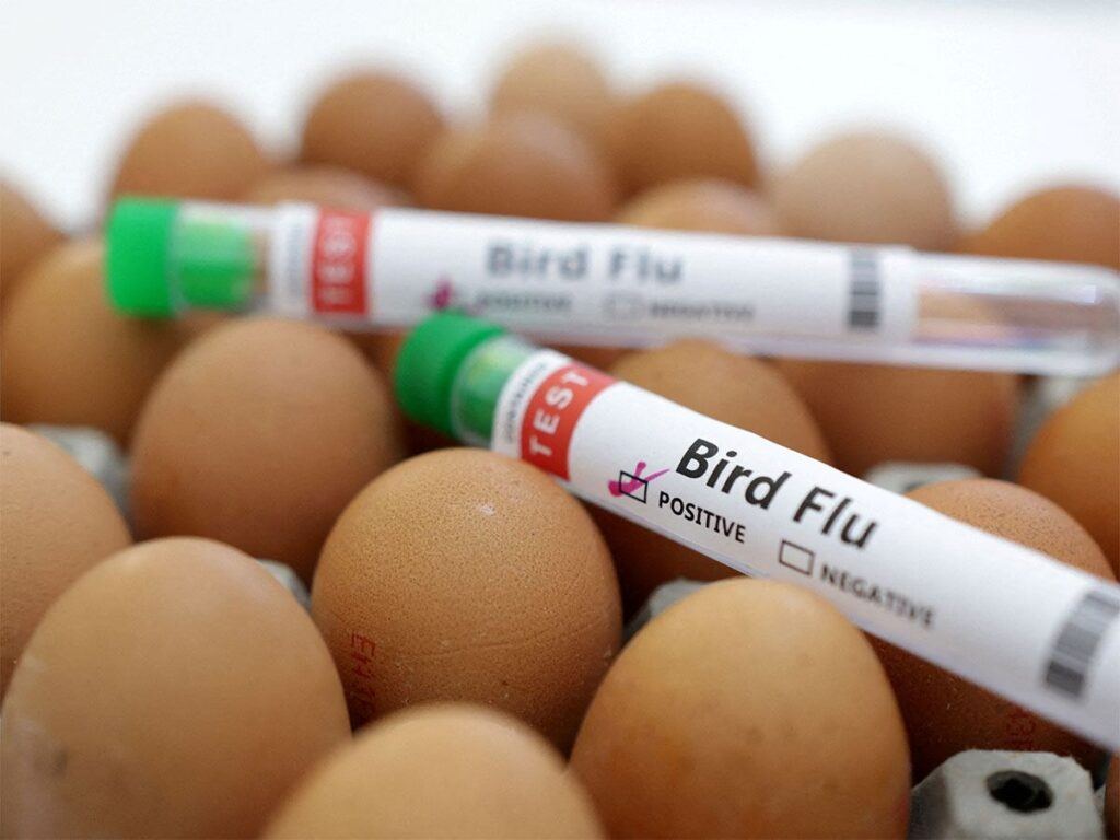 Texas Bird Flu