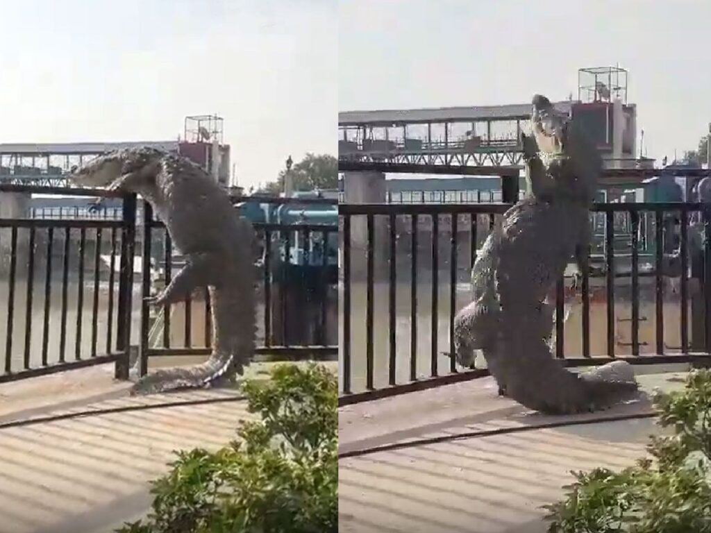 Crocodile Learnt to Climb